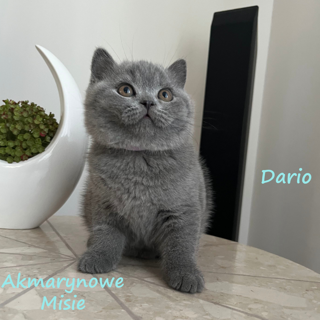 Dario miot d