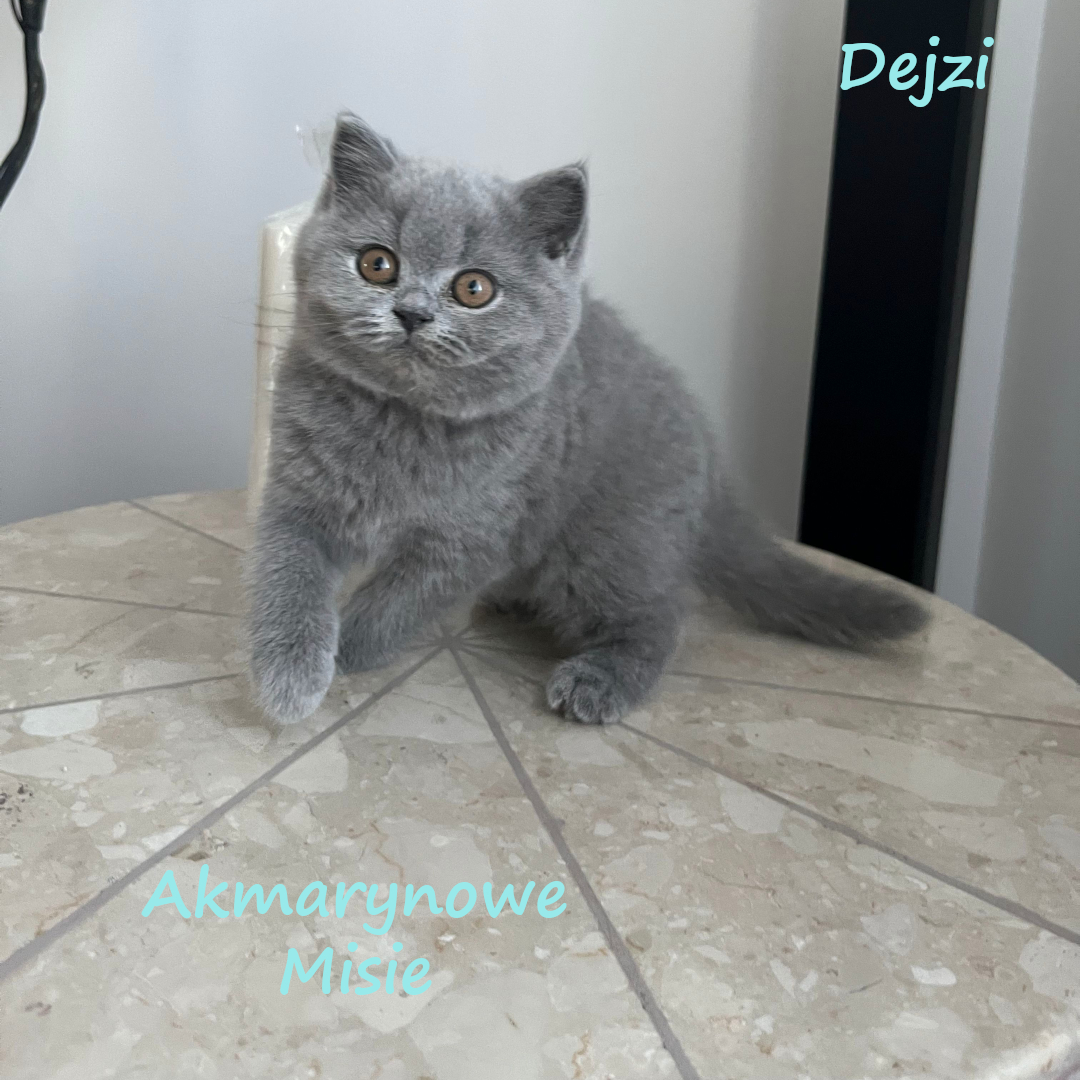 Dejzi miot d