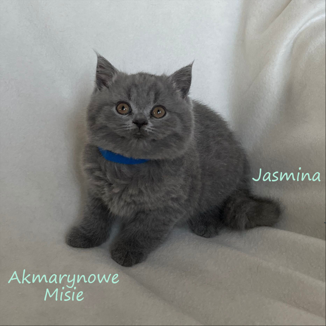 Jasmina miot j