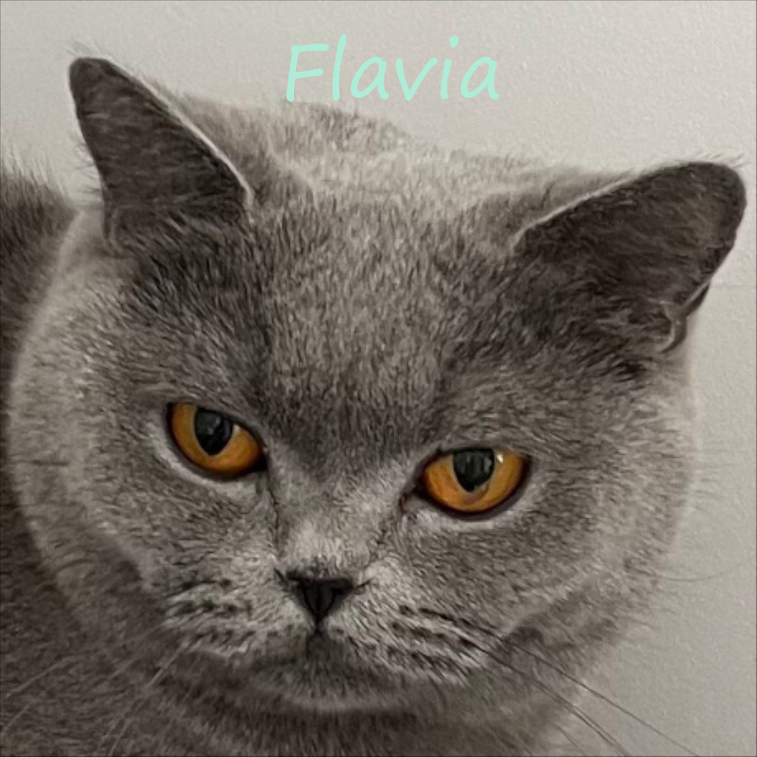 Flavia zdjęcie głowy