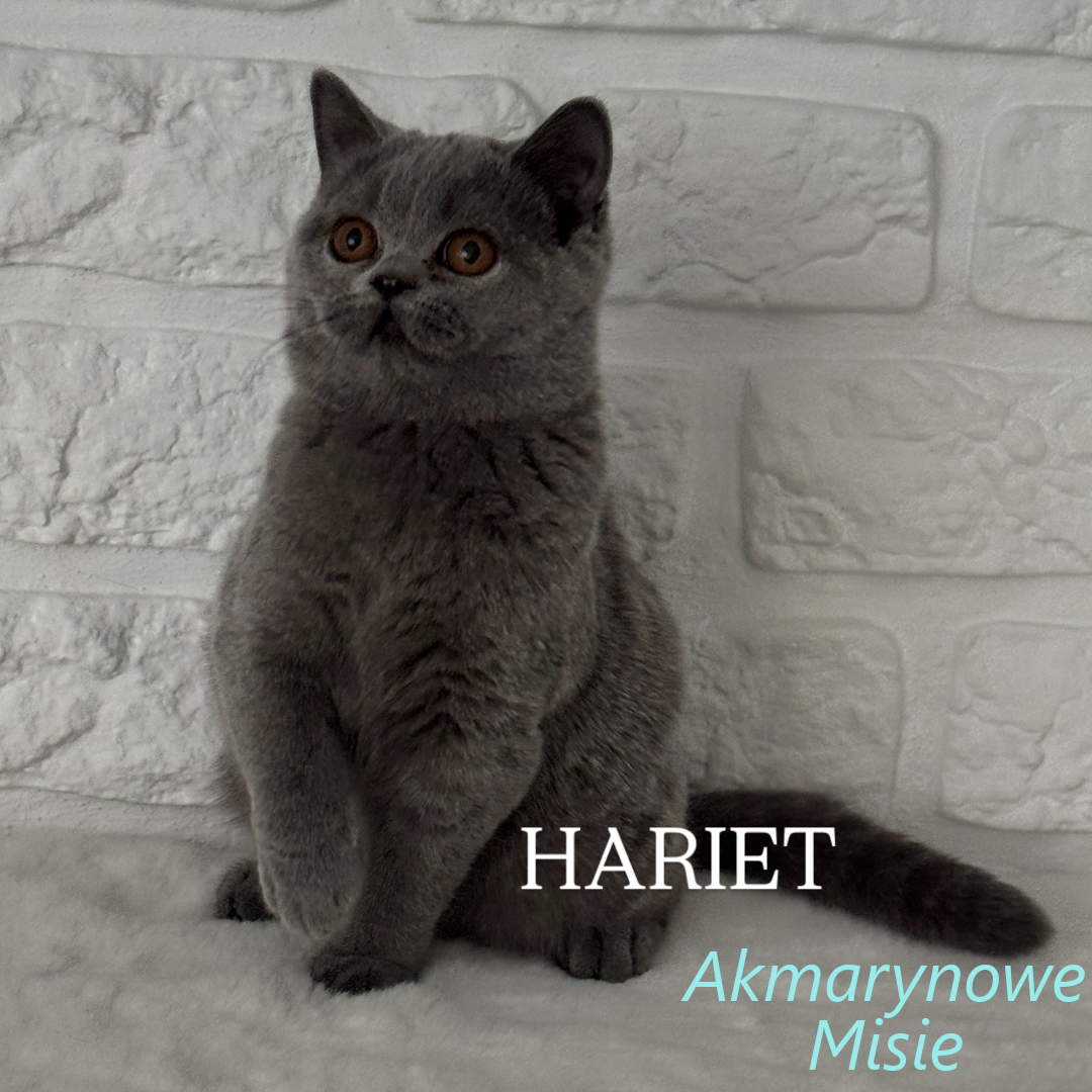 Hariet miot h