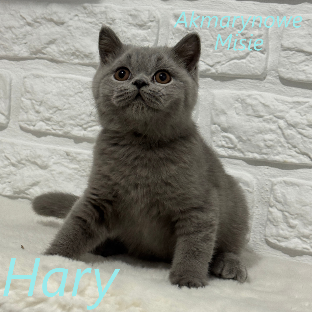 Hary miot h