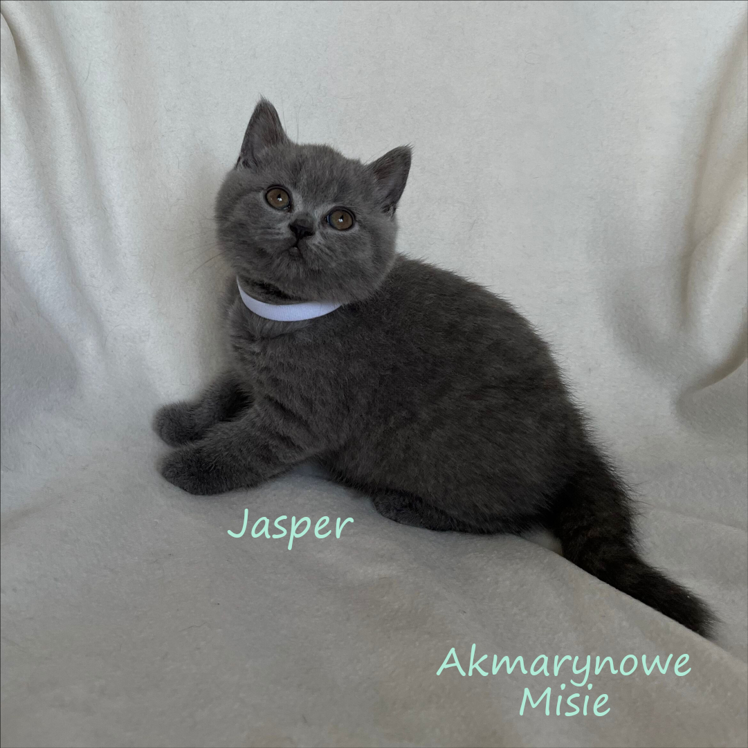 Jasper miot j