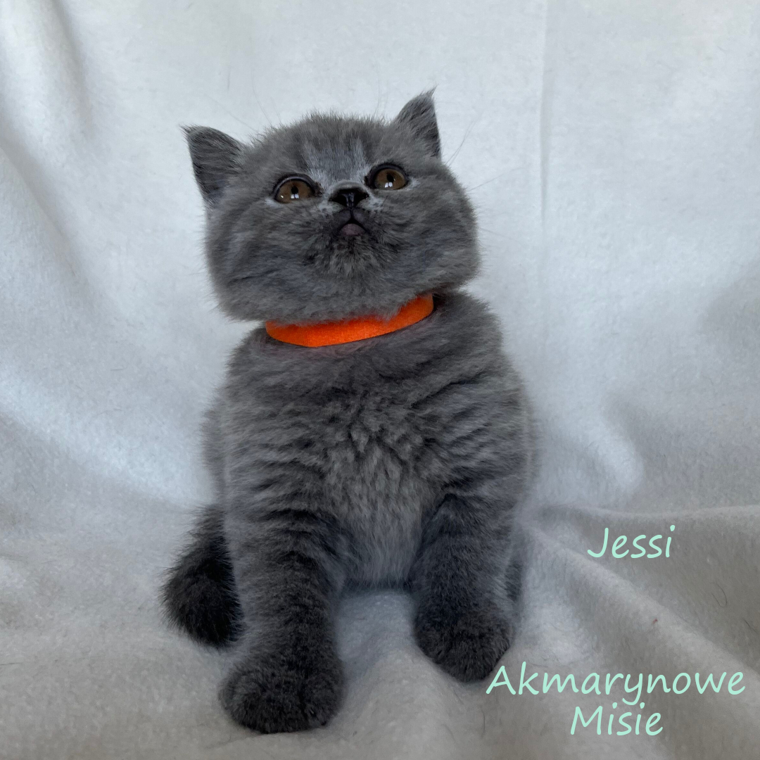 Jessi miot j