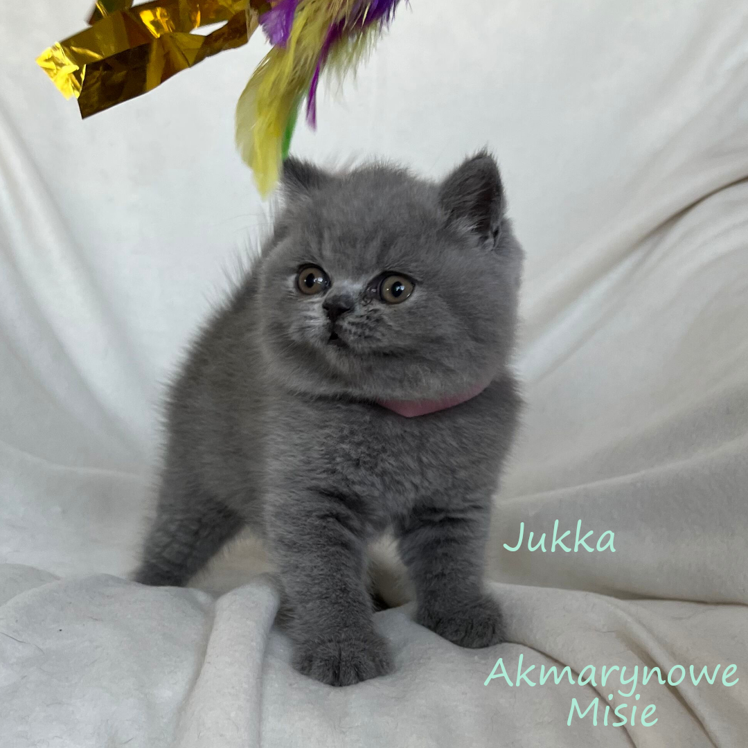 Jukka miot j