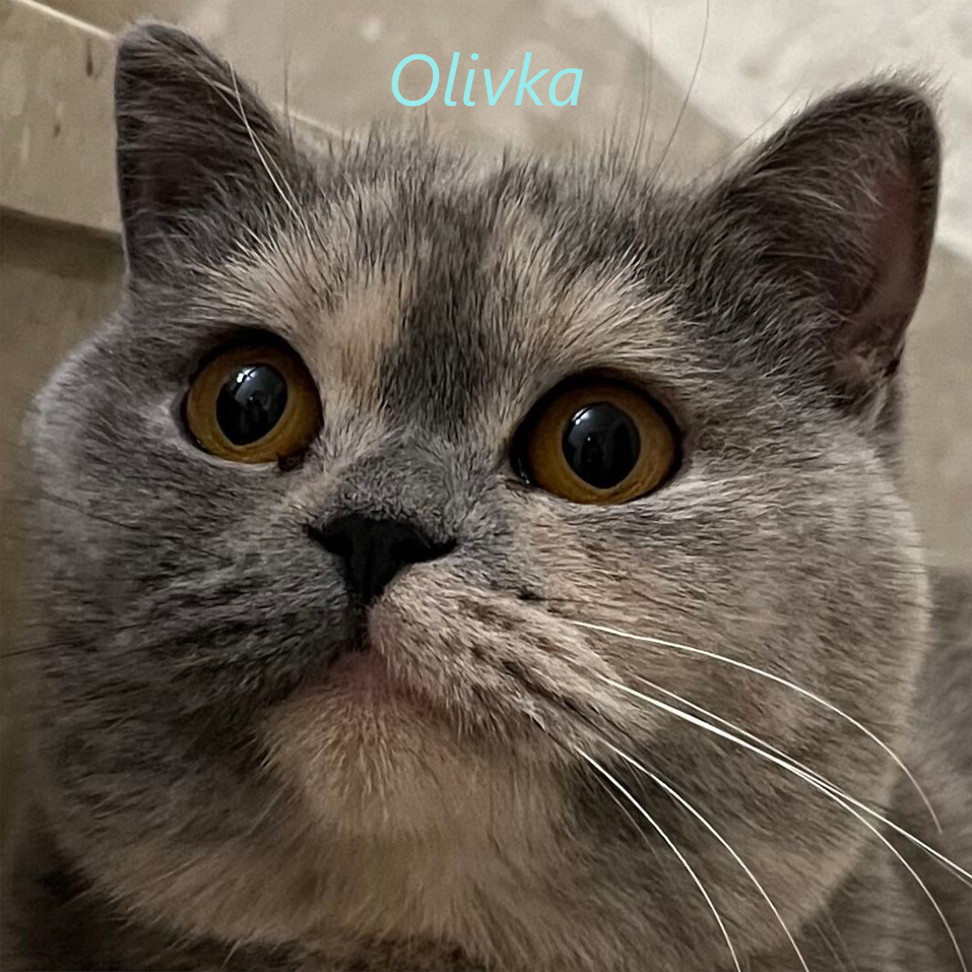 Olivka zdjęcie głowy