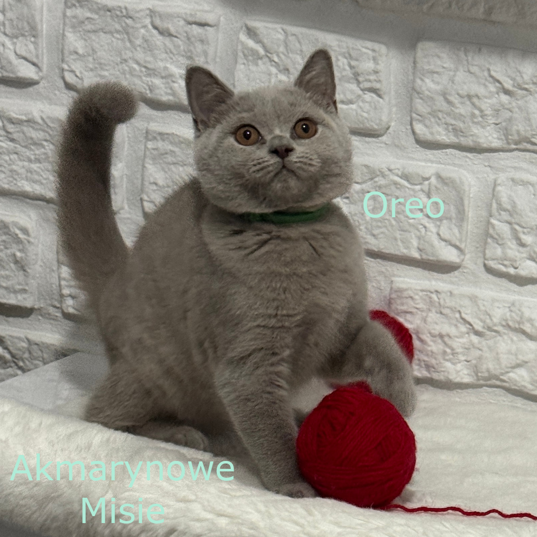 Oreo miot o
