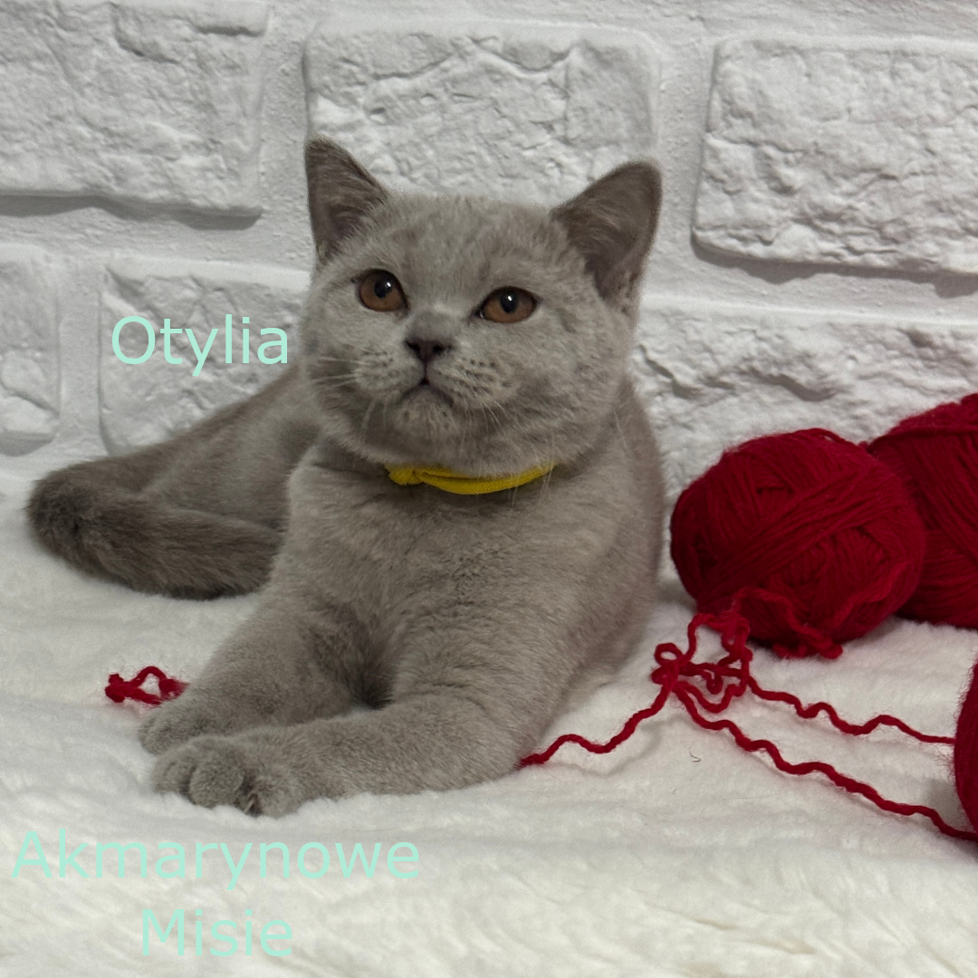 Otylia miot o