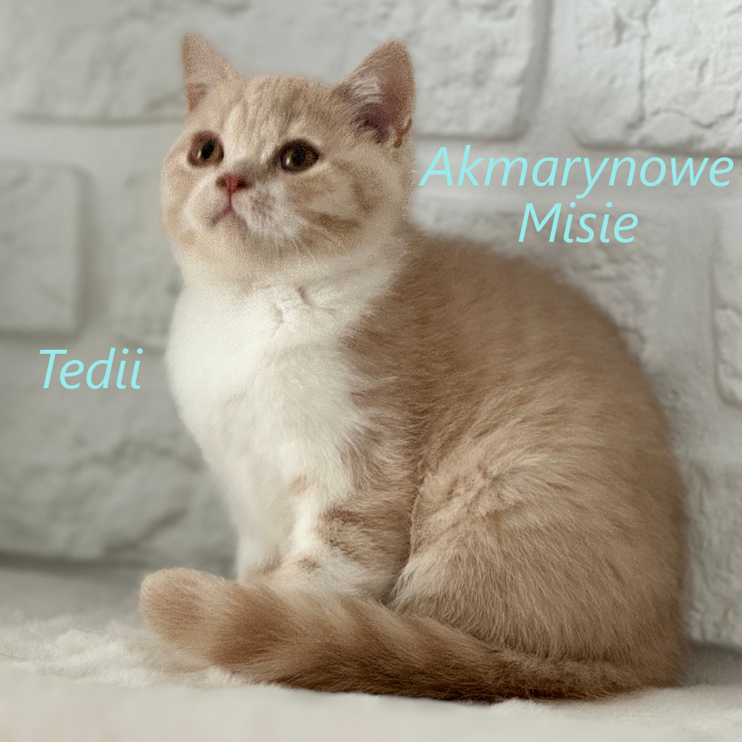 Tedii miot t