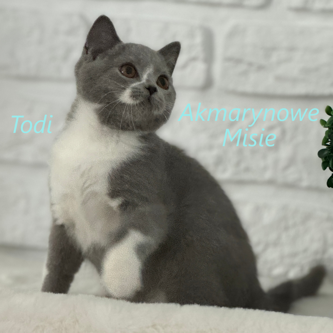 Todi miot t