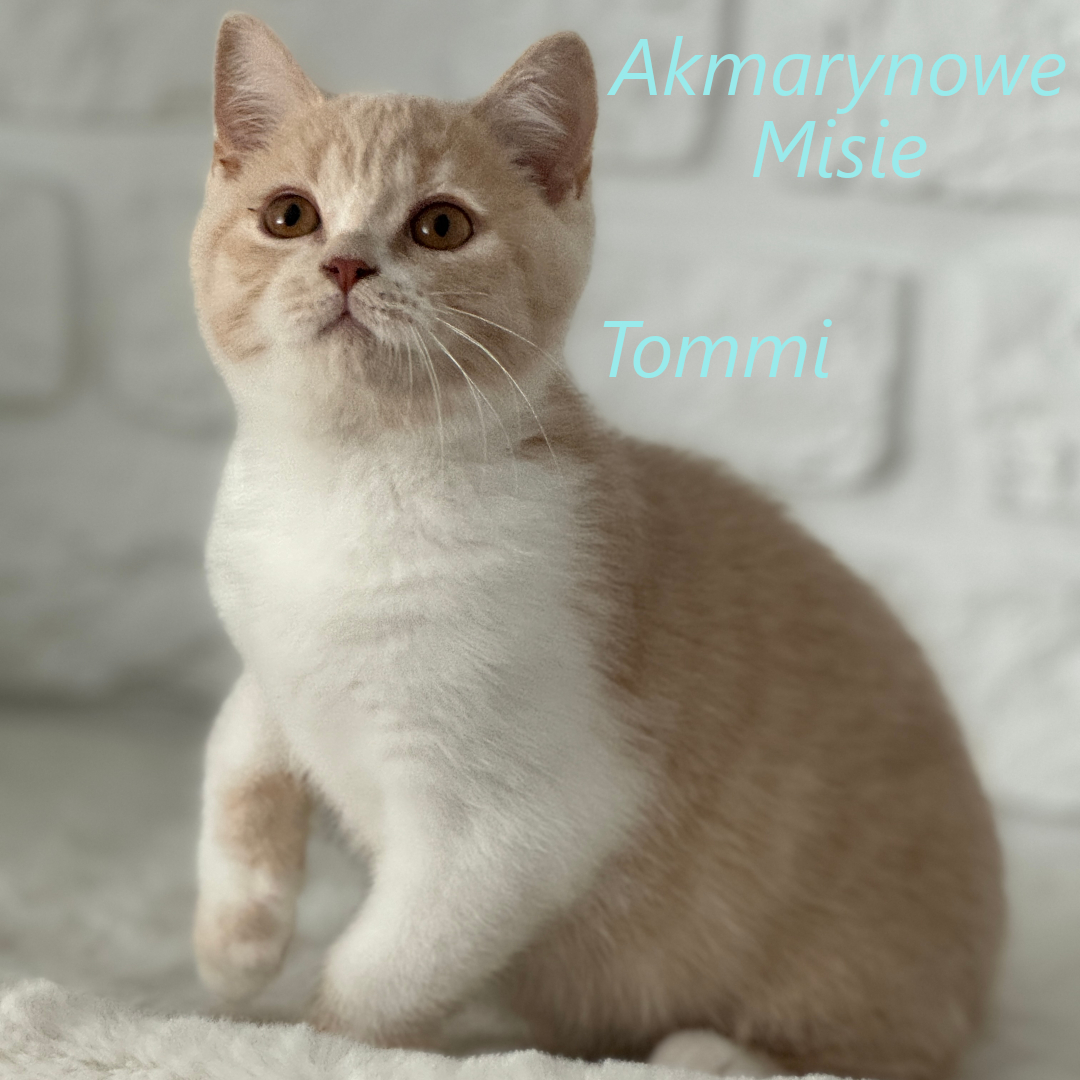 Tommi miot t
